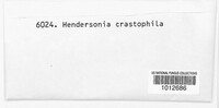Hendersonia crastophila image